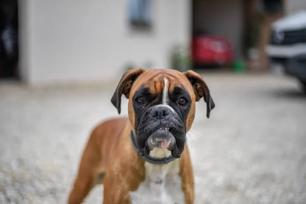 Närbild Söt Boxerhund — Stockfoto