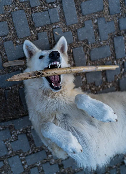 Sebuah Gambar Vertikal Anjing Putih Berbaring Tanah Dan Bermain Dengan — Stok Foto