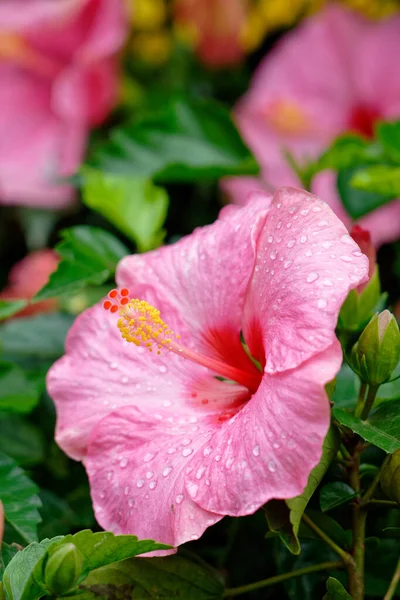 Detailní Záběr Krásné Růžové Hawaiian Ibišku Květiny Zahradě — Stock fotografie