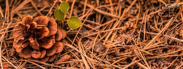 Cono Pino Caído Una Planta Joven Suelo Forestal Cordillera Troodos — Foto de Stock