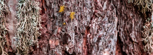 Ayrıntılı Ağaç Kabuğunda Yosun Olan Bir Ağaç Gövdesinin Yakın Çekimi — Stok fotoğraf