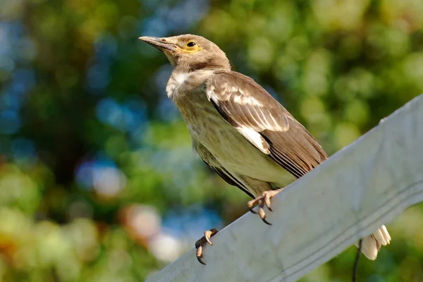 Plan Angle Bas Oiseau Rossignol Mignon Perché Sur Poteau — Photo