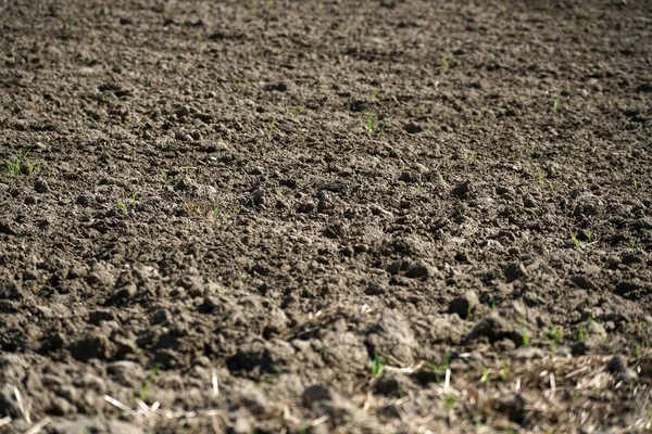 Een Close Opname Van Een Nieuw Gegroeid Gras Het Veld — Stockfoto