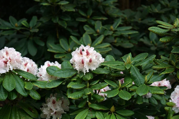 Μια Όμορφη Φωτογραφία Από Rododendron Μέγιστα Λουλούδια — Φωτογραφία Αρχείου