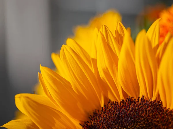 Gros Plan Des Pétales Tournesol Jaune Avec Espace Copie — Photo