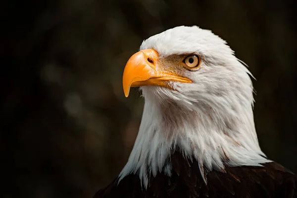 Primo Piano Aquila Calva Sfondo Sfocato — Foto Stock