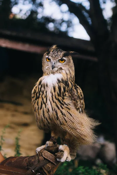 Tiro Vertical Uma Coruja Zoológico Com Fundo Embaçado — Fotografia de Stock