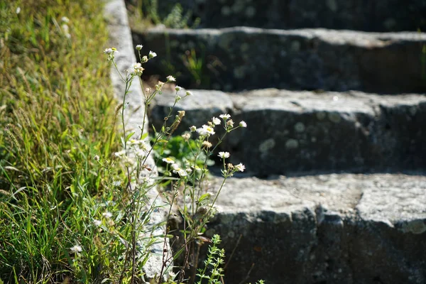 Närbild Cementtrappor Park — Stockfoto