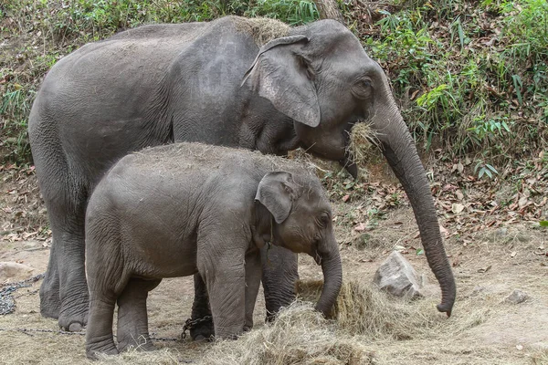Красивый Снимок Слоновой Матери Маленьким Ребенком Джунглях Таиланда — стоковое фото