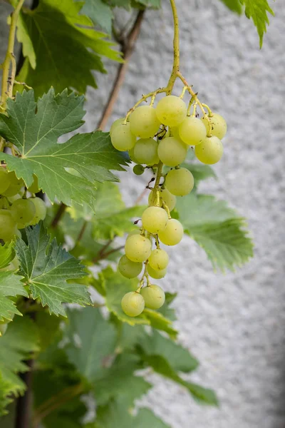 Vertical Closeup Shot Green Grapes Growing Tree — Stock Photo, Image