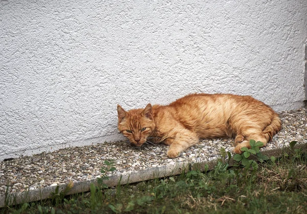 Ένα Κοντινό Πλάνο Μιας Κατσούφης Κοκκινομάλλας Γάτας Ξαπλωμένης Στο Έδαφος — Φωτογραφία Αρχείου