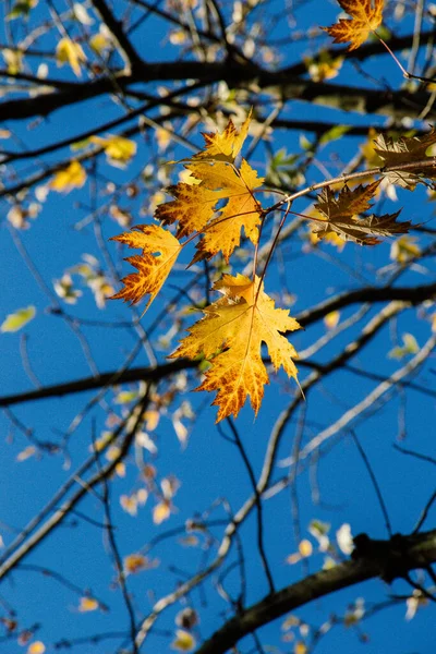 Eine Vertikale Aufnahme Von Zweigen Und Herbstblättern — Stockfoto