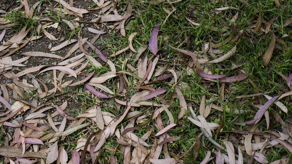 Uma Vista Superior Folhas Secas Caídas Grama — Fotografia de Stock