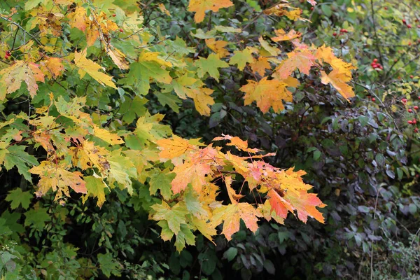 Plan Sélectif Des Feuilles Érable — Photo