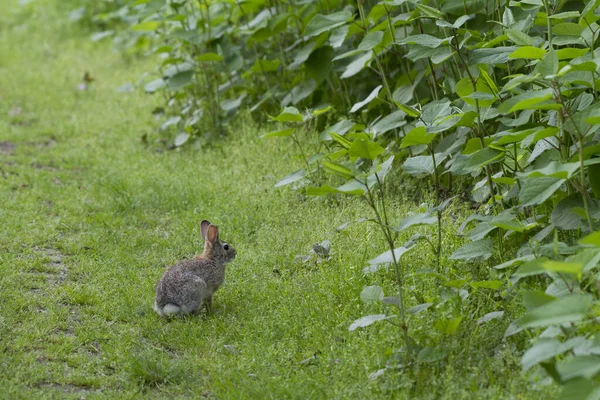 Uno Scatto Selettivo Coniglio Sul Campo Erba Vicino Alcuni Cespugli — Foto Stock