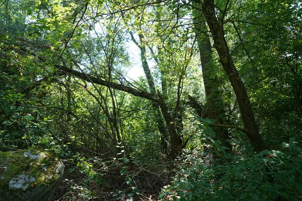 Över Tjock Vegetation Skog — Stockfoto