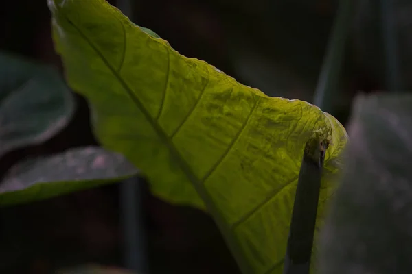 Closeup Shot Green Leaves Sunlight — Stock Photo, Image