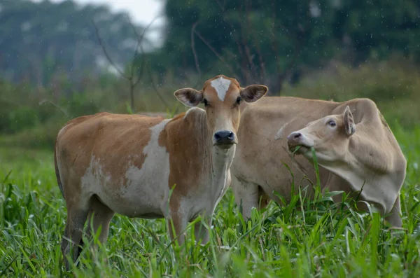 Herd Cows Grazing Pasture Daytime — Stock Photo, Image