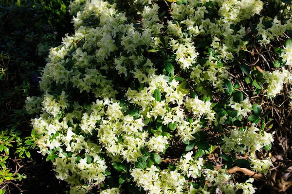 Primer Plano Hermosas Flores Blancas Árbol Durante Primavera — Foto de Stock