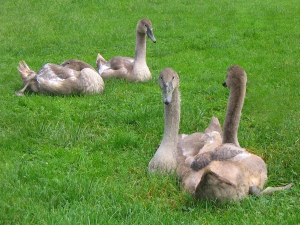 昼間に草の上に寝そべっていた白鳥の群れ — ストック写真