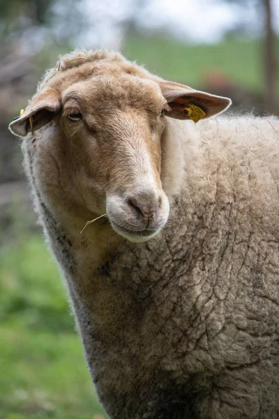 フィールドにかわいいふわふわの羊の垂直クローズアップショット — ストック写真