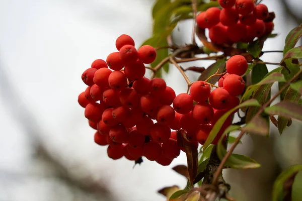 红醋栗在树枝上的选择性聚焦镜头 — 图库照片
