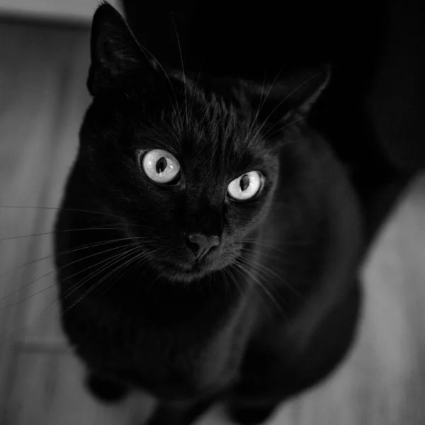 Portrait Beau Chat Noir Levant Les Yeux Vers Caméra — Photo