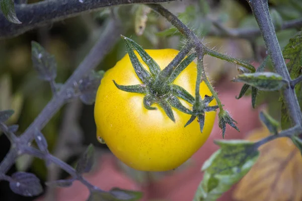 Een Close Shot Van Een Helder Gele Tomaat Groeiend Een — Stockfoto