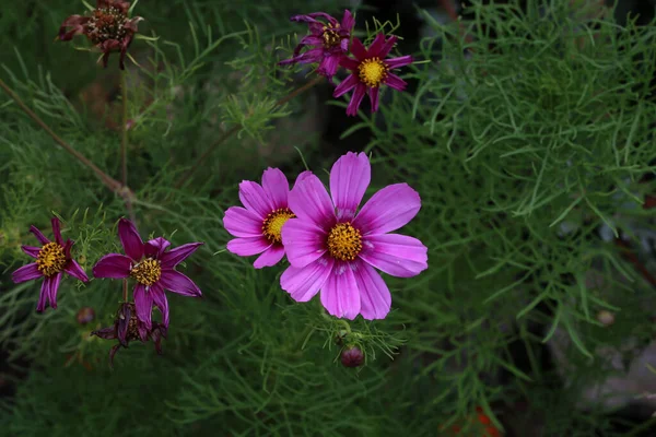 Closeup Cosmos Flowers Blooming Garden — Stock Photo, Image