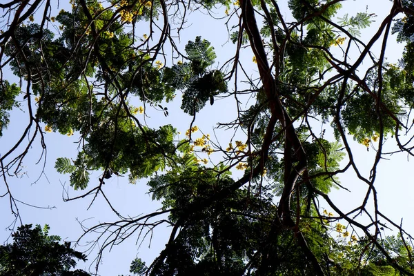 Низький Кут Відзнятий Гілками Дерева Ґледітсії — стокове фото