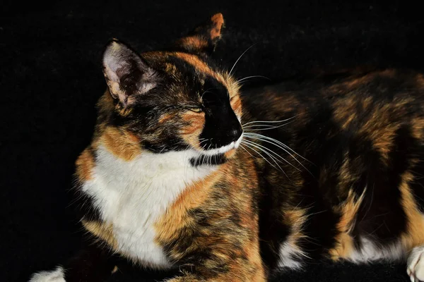 Närbild Bedårande Calico Katt Trappan Utomhus Dagsljus — Stockfoto