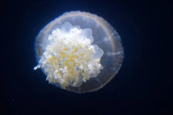 Крупним Планом Медуза Океані — стокове фото