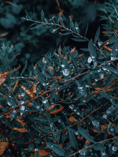 Primer Plano Plantas Verdes Cubiertas Gotas Rocío — Foto de Stock