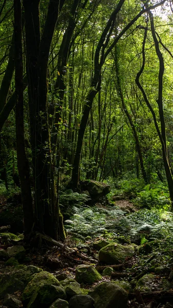 Close Vertical Árvores Verdes Pedras Cobertas Musgo Uma Floresta — Fotografia de Stock