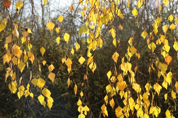 秋の白樺の木の黄色の葉の閉鎖 — ストック写真