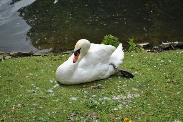 Прекрасный Белый Лебедь Пруда — стоковое фото