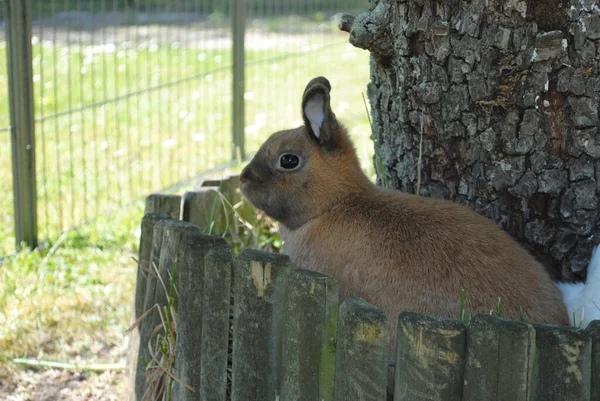 Nahaufnahme Eines Niedlichen Thüringer Kaninchens — Stockfoto
