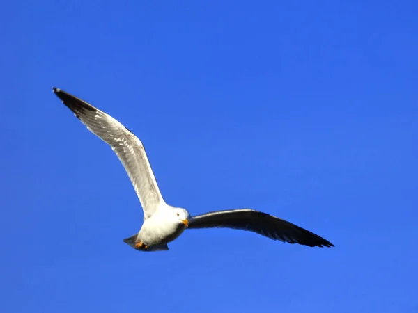 Uma Gaivota Voando Céu Azul Durante Dia — Fotografia de Stock