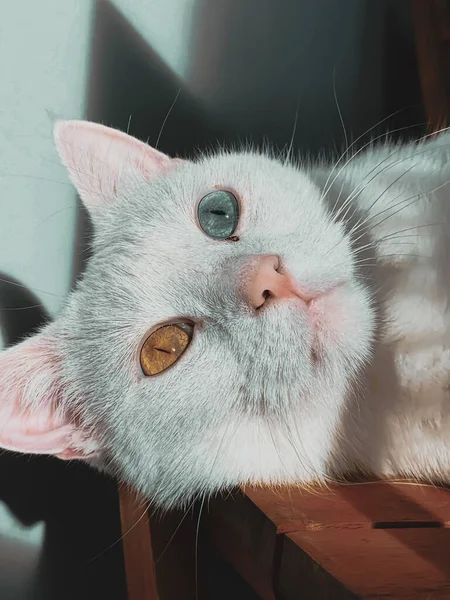 귀여운 흰색짧은 영국산 고양이의 — 스톡 사진