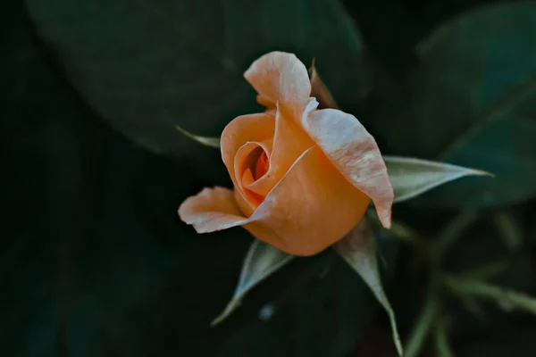 Tiro Close Uma Rosa Amarela Jardim — Fotografia de Stock