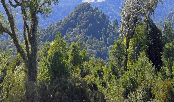 Eine Schöne Aufnahme Von Baumwipfeln Mit Einem Berg Hintergrund — Stockfoto
