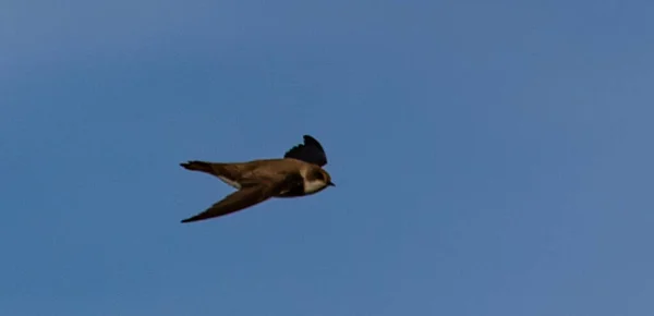 Mavi Gökyüzünün Altında Uçan Hızlı Bir Kuşun Alçak Açılı Görüntüsü — Stok fotoğraf