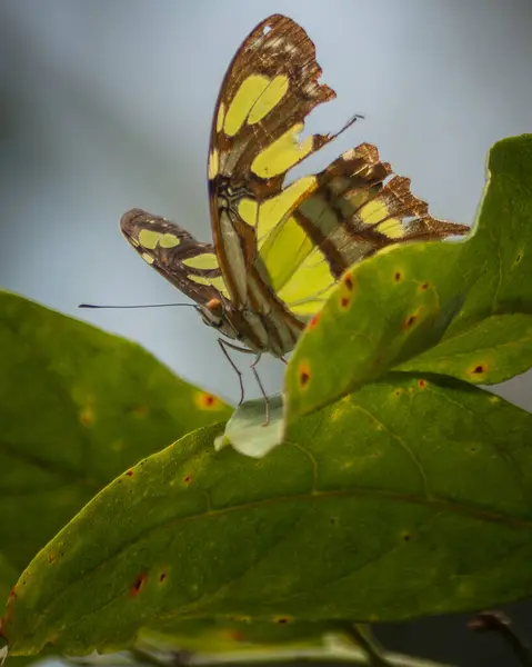 Closeup Shot Butterfly Sitting Leaf — Stock Photo, Image