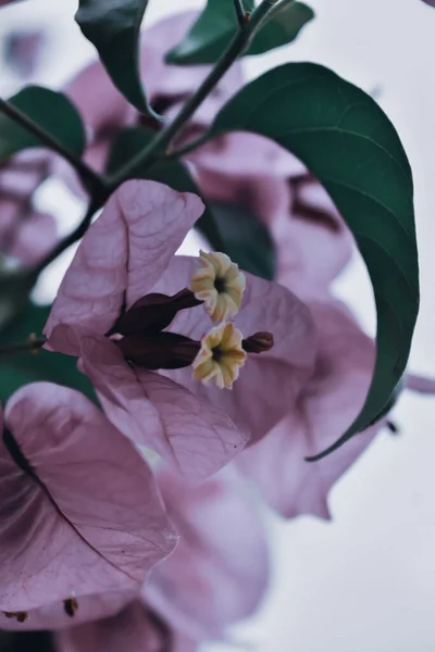 Primer Plano Vertical Hermosas Flores Buganvillas Jardín — Foto de Stock