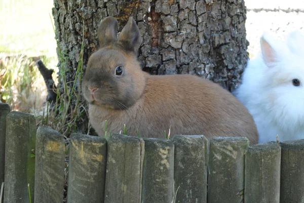 在一个装饰得很舒适的兔子窝里拍了一张可爱兔子的特写照片 — 图库照片