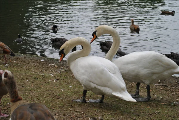 Een Close Shot Van Langharige Ganzen Zwanen Een Vijver — Stockfoto