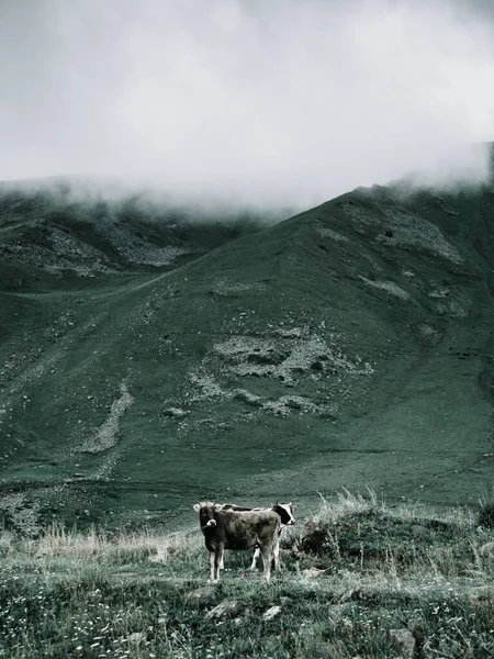 Plan Vertical Vaches Pâturant Dans Une Prairie Avec Des Montagnes — Photo