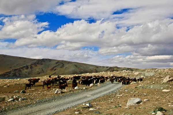 Mongolski Kazachstańczyk Nomads Stylu Życia Ich Emigracyjne Letnie Miejsce Kempingowe — Zdjęcie stockowe