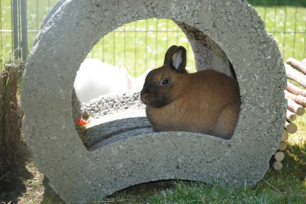 Primer Plano Lindo Conejo Marrón Embrague Conejo Cómodamente Decorado — Foto de Stock