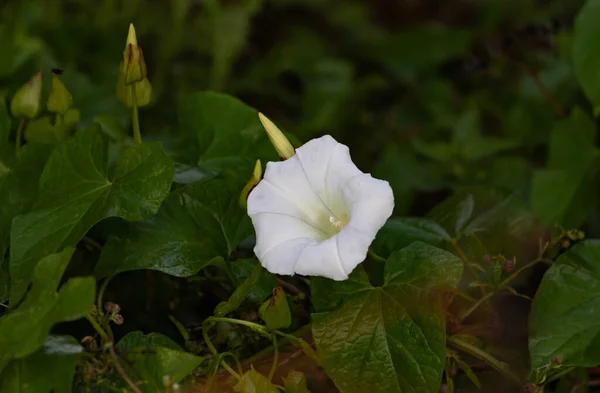 Крупним Планом Знімок Білої Пов Язаної Квітки — стокове фото